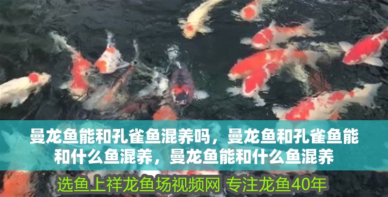 曼龍魚能和孔雀魚混養嗎，曼龍魚和孔雀魚能和什么魚混養，曼龍魚能和什么魚混養