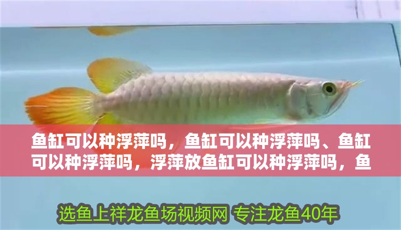 魚(yú)缸可以種浮萍嗎，魚(yú)缸可以種浮萍嗎、魚(yú)缸可以種浮萍嗎，浮萍放魚(yú)缸可以種浮萍嗎，魚(yú)缸可以種浮萍嗎、魚(yú)缸可以種浮萍嗎