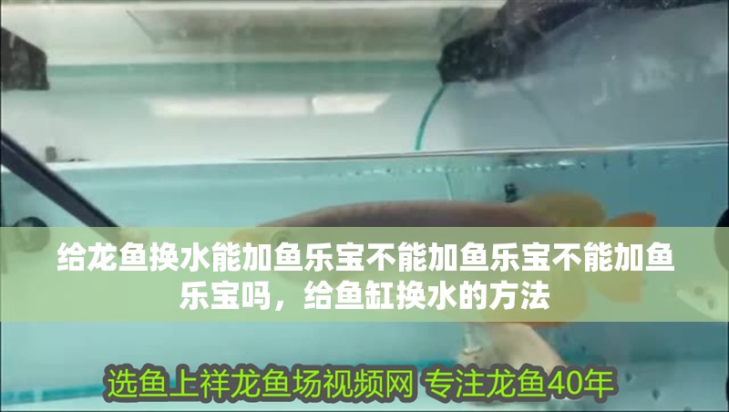 給龍魚換水能加魚樂寶不能加魚樂寶不能加魚樂寶嗎，給魚缸換水的方法