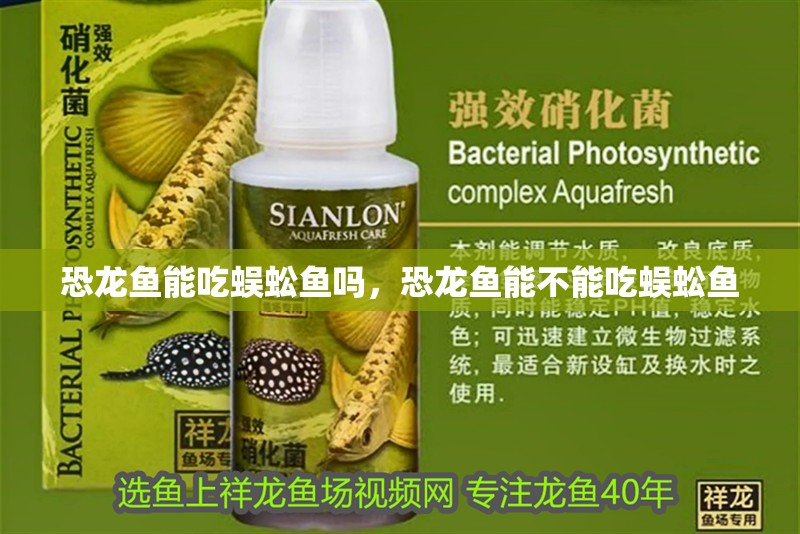 恐龍魚能吃蜈蚣魚嗎，恐龍魚能不能吃蜈蚣魚