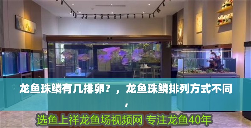 龍魚珠鱗有幾排卵？，龍魚珠鱗排列方式不同，
