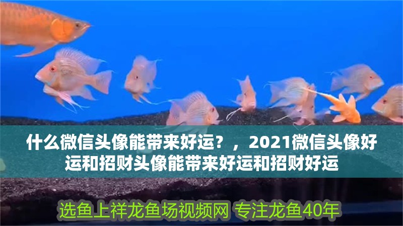 什么微信頭像能帶來好運？，2021微信頭像好運和招財頭像能帶來好運和招財好運