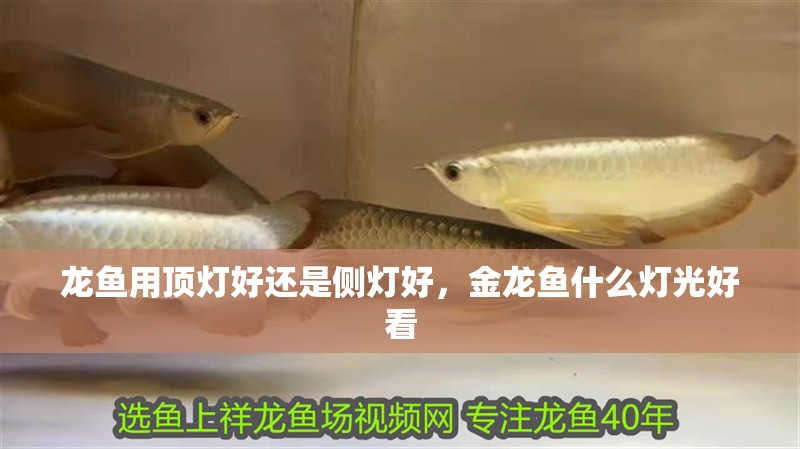 龍魚用頂燈好還是側燈好，金龍魚什么燈光好看