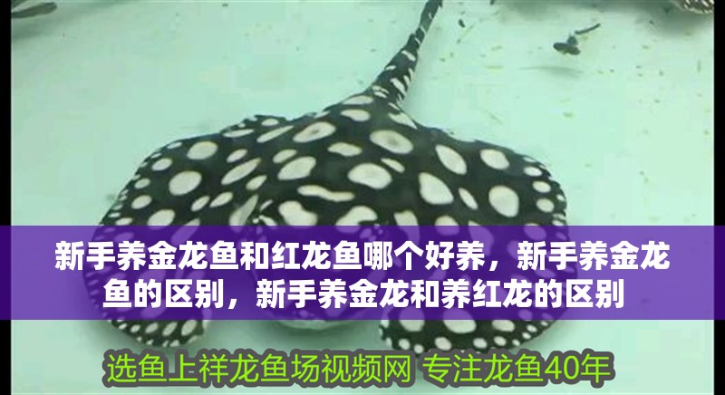 新手養金龍魚和紅龍魚哪個好養，新手養金龍魚的區別，新手養金龍和養紅龍的區別