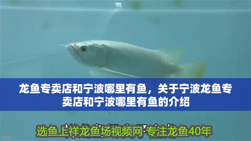 龍魚專賣店和寧波哪里有魚，關于寧波龍魚專賣店和寧波哪里有魚的介紹