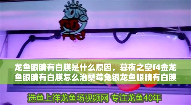 龍魚眼睛有白膜是什么原因，暮夜之空f4金龍魚眼睛有白膜怎么治桑莓兔銀龍魚眼睛有白膜怎么辦