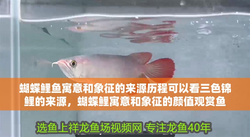 蝴蝶鯉魚寓意和象征的來源歷程可以看三色錦鯉的來源，蝴蝶鯉寓意和象征的顏值觀賞魚