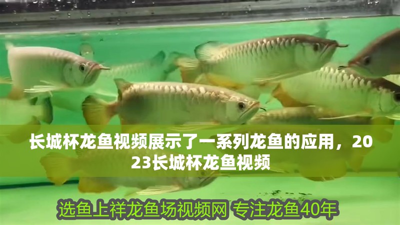 長城杯龍魚視頻展示了一系列龍魚的應用，2023長城杯龍魚視頻