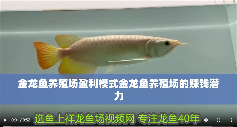 金龍魚養殖場盈利模式金龍魚養殖場的賺錢潛力