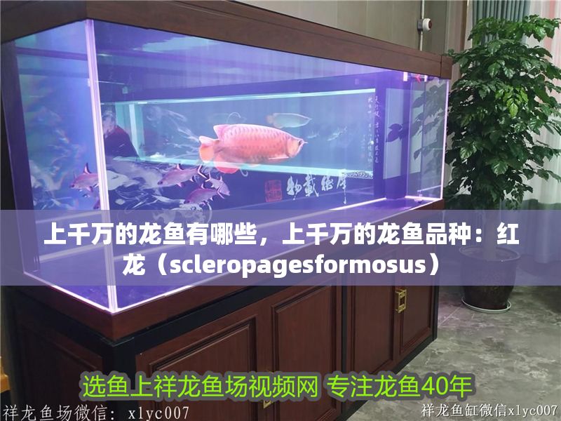 上千萬的龍魚有哪些，上千萬的龍魚品種：紅龍（scleropagesformosus）