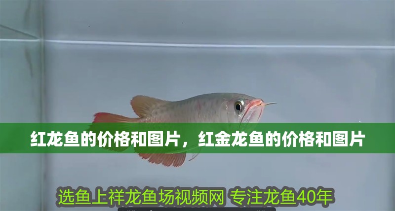 紅龍魚的價格和圖片，紅金龍魚的價格和圖片