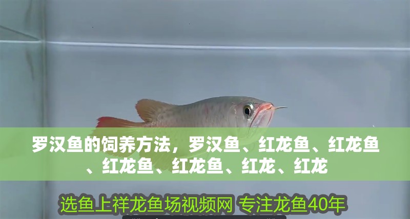 羅漢魚(yú)的飼養(yǎng)方法，羅漢魚(yú)、紅龍魚(yú)、紅龍魚(yú)、紅龍魚(yú)、紅龍魚(yú)、紅龍、紅龍