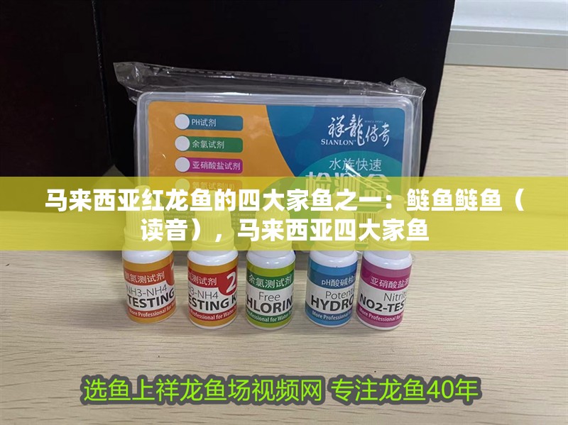 馬來西亞紅龍魚的四大家魚之一：鰱魚鰱魚（讀音），馬來西亞四大家魚