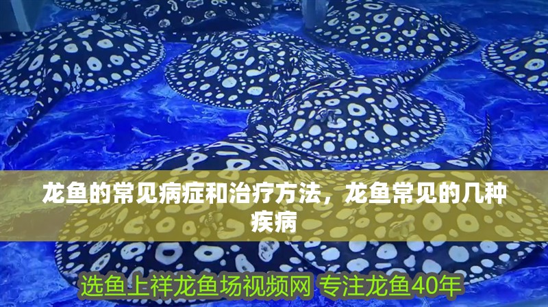 龍魚的常見病癥和治療方法，龍魚常見的幾種疾病