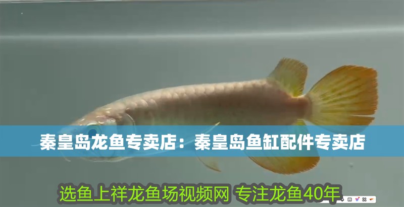 秦皇島龍魚專賣店：秦皇島魚缸配件專賣店