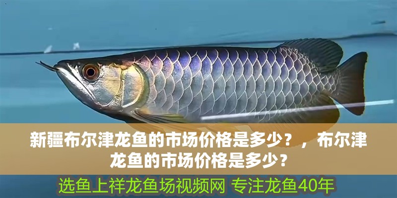 新疆布爾津龍魚的市場(chǎng)價(jià)格是多少？，布爾津龍魚的市場(chǎng)價(jià)格是多少？