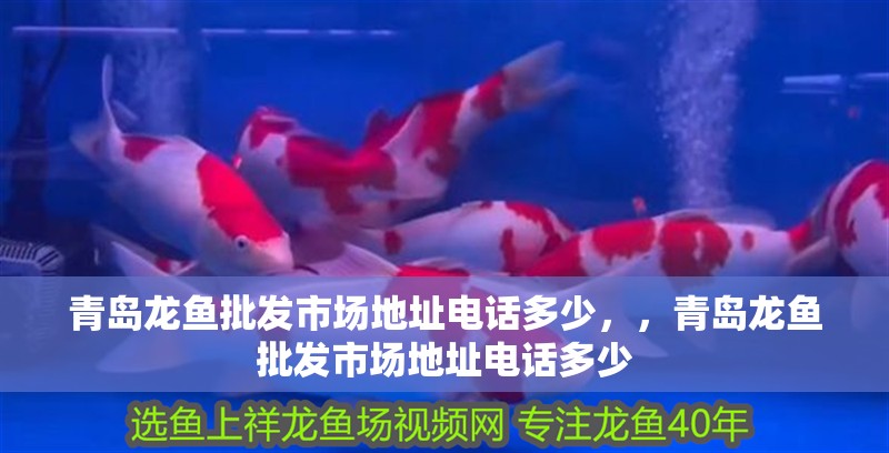 青島龍魚批發(fā)市場(chǎng)地址電話多少，，青島龍魚批發(fā)市場(chǎng)地址電話多少