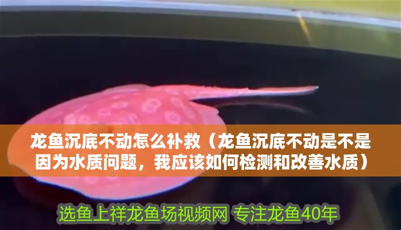 龍魚沉底不動怎么補救（龍魚沉底不動是不是因為水質問題，我應該如何檢測和改善水質）