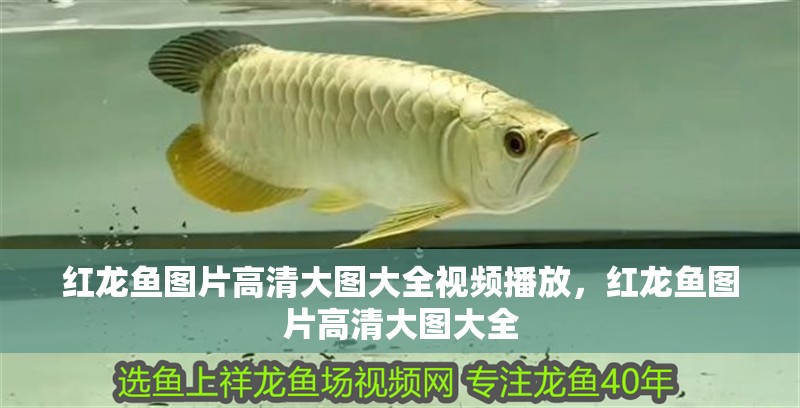 紅龍魚圖片高清大圖大全視頻播放，紅龍魚圖片高清大圖大全