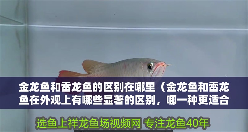 金龍魚和雷龍魚的區(qū)別在哪里（金龍魚和雷龍魚在外觀上有哪些顯著的區(qū)別，哪一種更適合初學(xué)者）