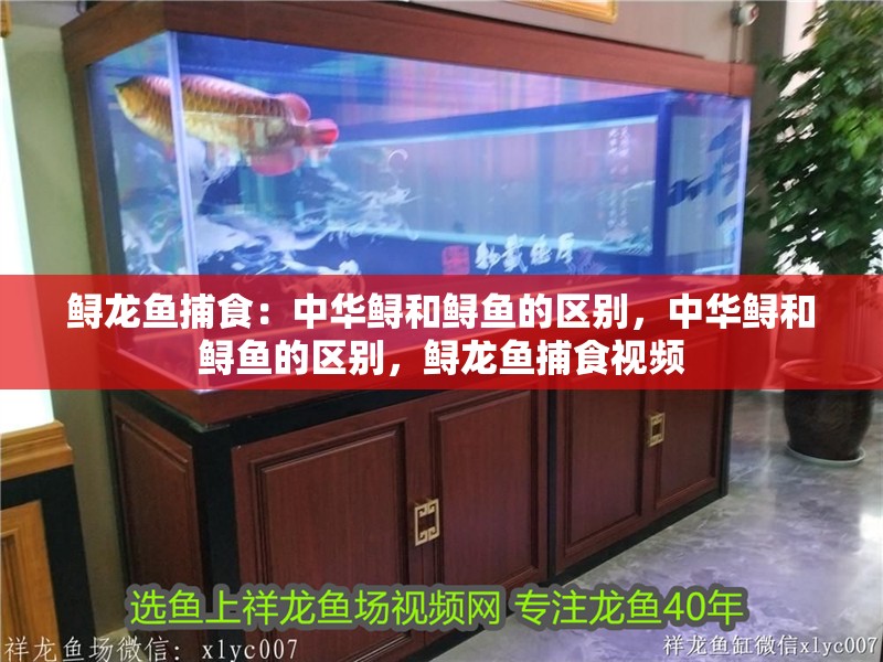 鱘龍魚捕食：中華鱘和鱘魚的區別，中華鱘和鱘魚的區別，鱘龍魚捕食視頻