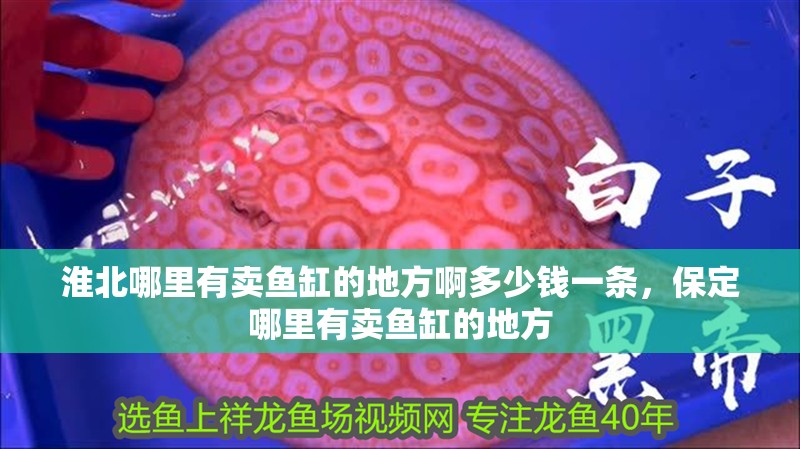 淮北哪里有賣魚缸的地方啊多少錢一條，保定哪里有賣魚缸的地方