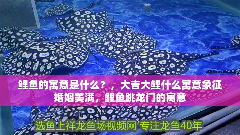 鯉魚的寓意是什么？，大吉大鯉什么寓意象征婚姻美滿，鯉魚跳龍門的寓意