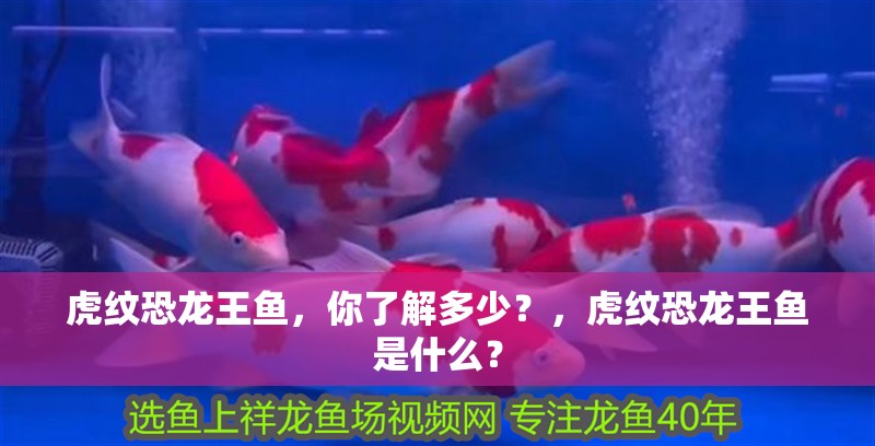 虎紋恐龍王魚，你了解多少？，虎紋恐龍王魚是什么？