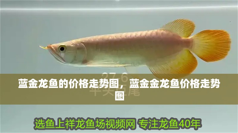 藍金龍魚的價格走勢圖，藍金金龍魚價格走勢圖