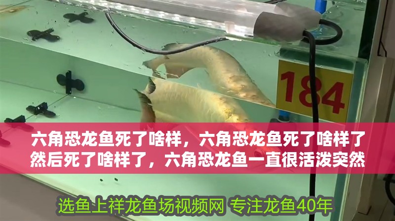 六角恐龍魚死了啥樣，六角恐龍魚死了啥樣了然后死了啥樣了，六角恐龍魚一直很活潑突然脫皮突然脫皮