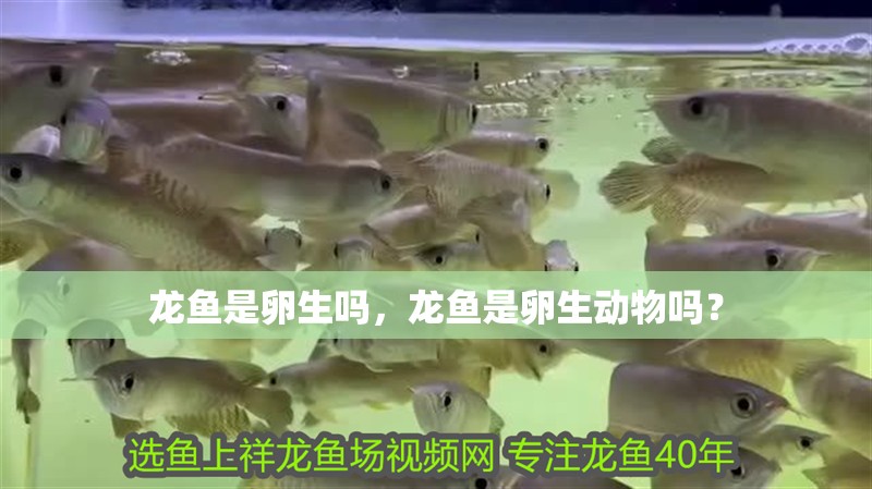 龍魚是卵生嗎，龍魚是卵生動物嗎？