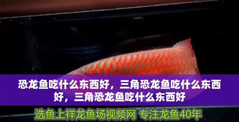 恐龍魚吃什么東西好，三角恐龍魚吃什么東西好，三角恐龍魚吃什么東西好