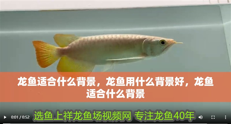 龍魚適合什么背景，龍魚用什么背景好，龍魚適合什么背景