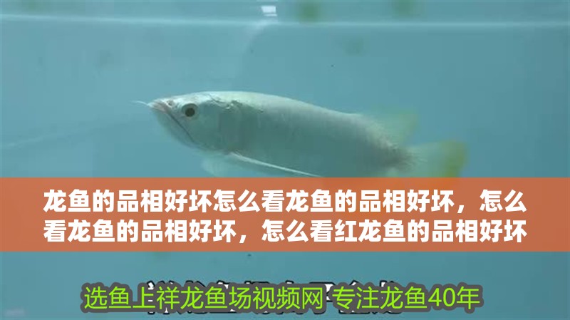 龍魚的品相好壞怎么看龍魚的品相好壞，怎么看龍魚的品相好壞，怎么看紅龍魚的品相好壞