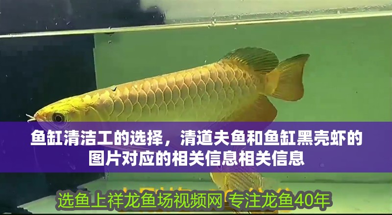 魚缸清潔工的選擇，清道夫魚和魚缸黑殼蝦的圖片對應的相關信息相關信息