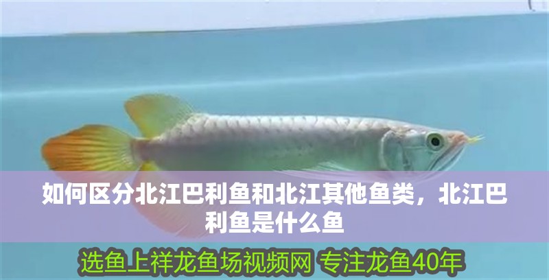 如何區分北江巴利魚和北江其他魚類，北江巴利魚是什么魚