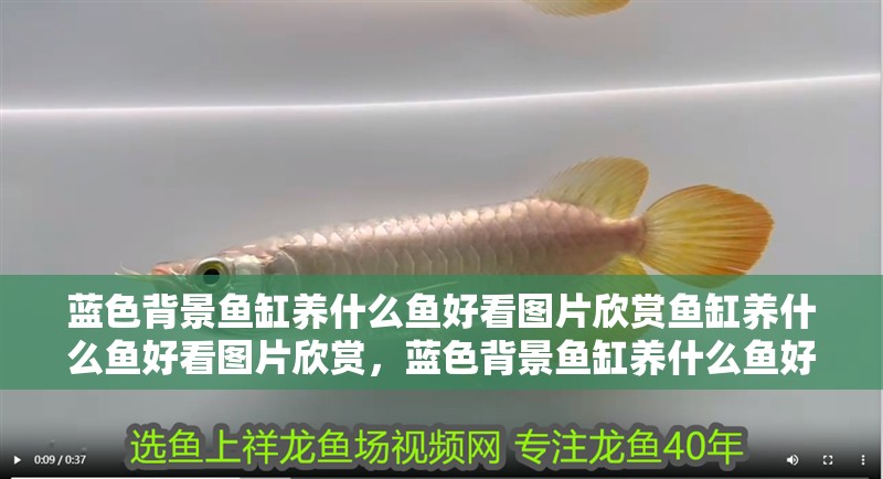 藍色背景魚缸養什么魚好看圖片欣賞魚缸養什么魚好看圖片欣賞，藍色背景魚缸養什么魚好看