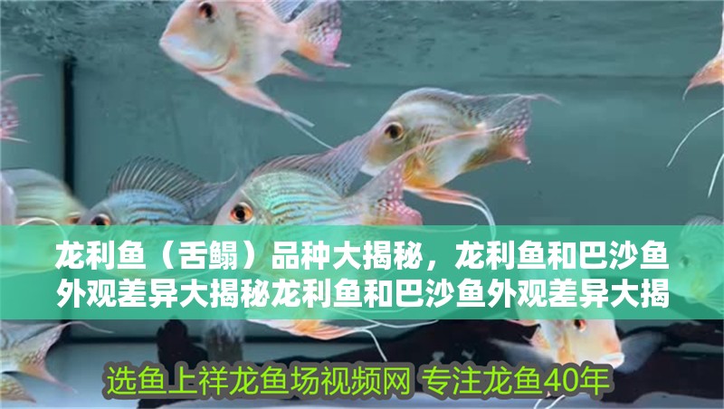 龍利魚（舌鰨）品種大揭秘，龍利魚和巴沙魚外觀差異大揭秘龍利魚和巴沙魚外觀差異大揭秘