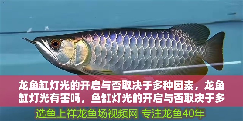 龍魚缸燈光的開啟與否取決于多種因素，龍魚缸燈光有害嗎，魚缸燈光的開啟與否取決于多種因素，龍魚缸燈光有害嗎