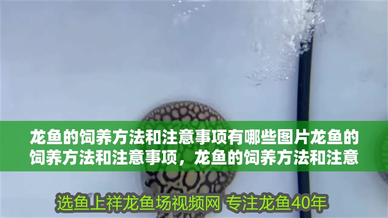 龍魚的飼養方法和注意事項有哪些圖片龍魚的飼養方法和注意事項，龍魚的飼養方法和注意事項