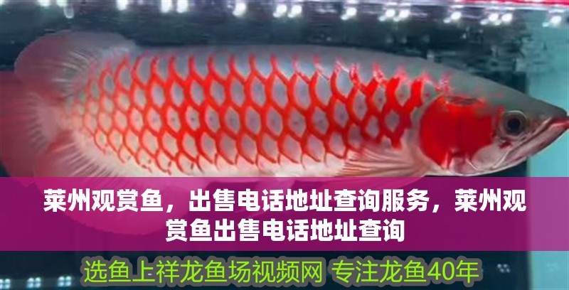 萊州觀賞魚，出售電話地址查詢服務，萊州觀賞魚出售電話地址查詢
