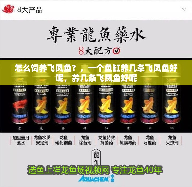 怎么飼養飛鳳魚？，一個魚缸養幾條飛鳳魚好呢，養幾條飛鳳魚好呢
