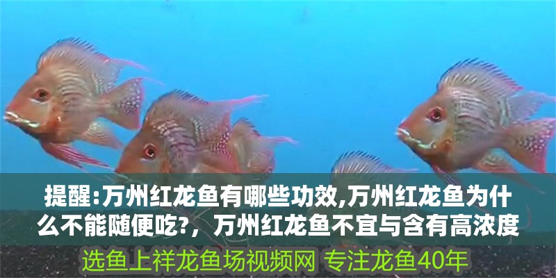 提醒:萬州紅龍魚有哪些功效,萬州紅龍魚為什么不能隨便吃?，萬州紅龍魚不宜與含有高濃度鹽分的食物一同食用禁忌