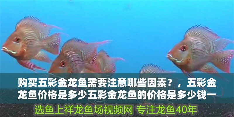 購買五彩金龍魚需要注意哪些因素？，五彩金龍魚價格是多少五彩金龍魚的價格是多少錢一條