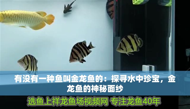 有沒有一種魚叫金龍魚的：探尋水中珍寶，金龍魚的神秘面紗