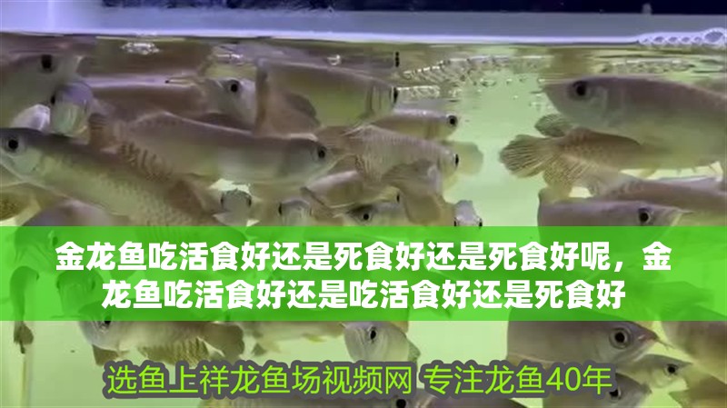 金龍魚吃活食好還是死食好還是死食好呢，金龍魚吃活食好還是吃活食好還是死食好