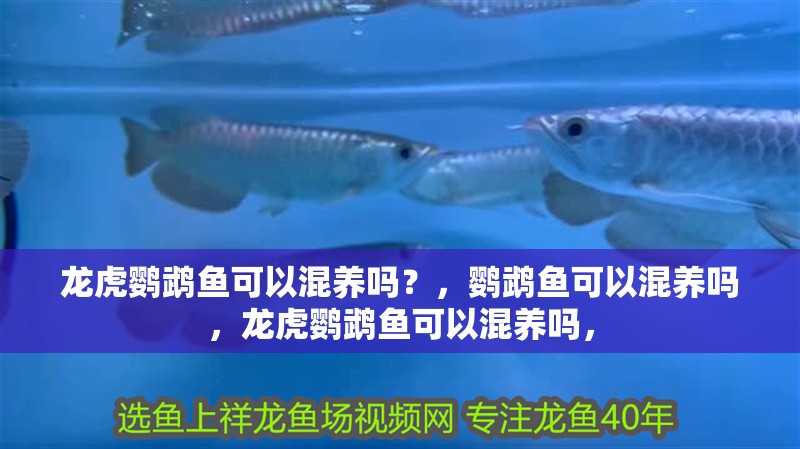 龍虎鸚鵡魚可以混養嗎？，鸚鵡魚可以混養嗎，龍虎鸚鵡魚可以混養嗎，