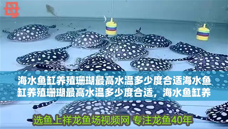 海水魚缸養(yǎng)殖珊瑚最高水溫多少度合適海水魚缸養(yǎng)殖珊瑚最高水溫多少度合適，海水魚缸養(yǎng)殖珊瑚最高水溫多少度合適