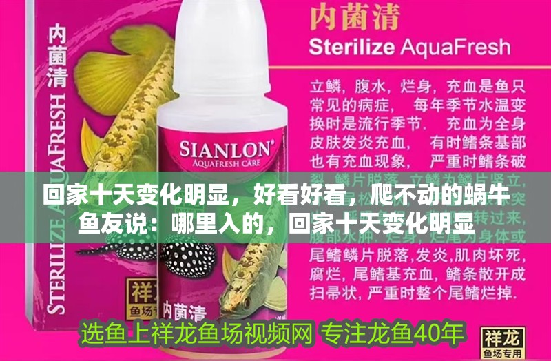 回家十天變化明顯，好看好看，爬不動(dòng)的蝸牛魚(yú)友說(shuō)：哪里入的，回家十天變化明顯