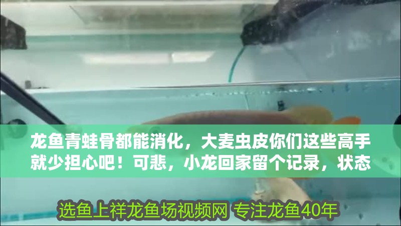 龍魚青蛙骨都能消化，大麥蟲皮你們這些高手就少擔心吧！可悲，小龍回家留個記錄，狀態(tài)一般，慢慢調整，